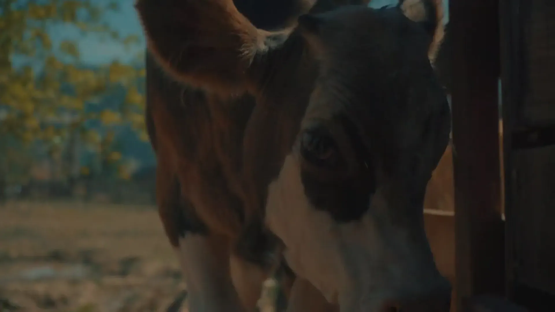 Farm Sanctuary SA