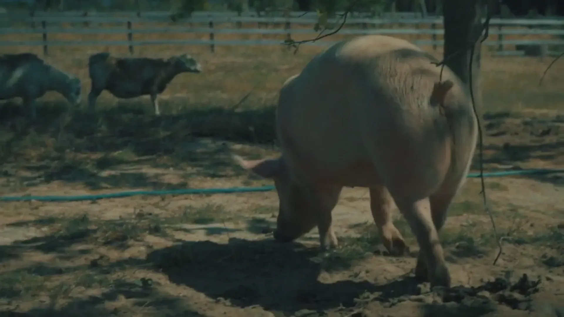 Farm Sanctuary SA