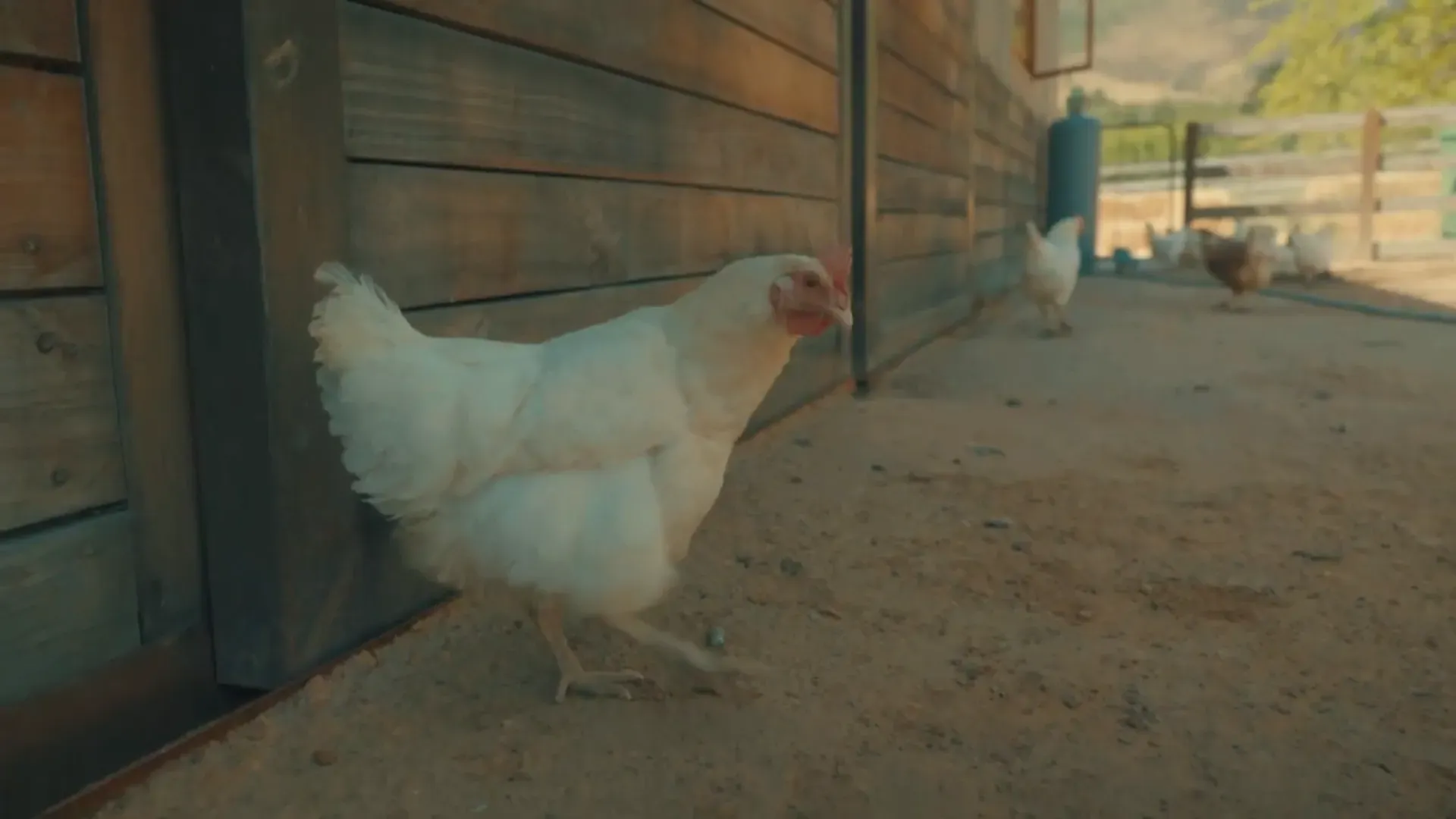 Farm Sanctuary SA