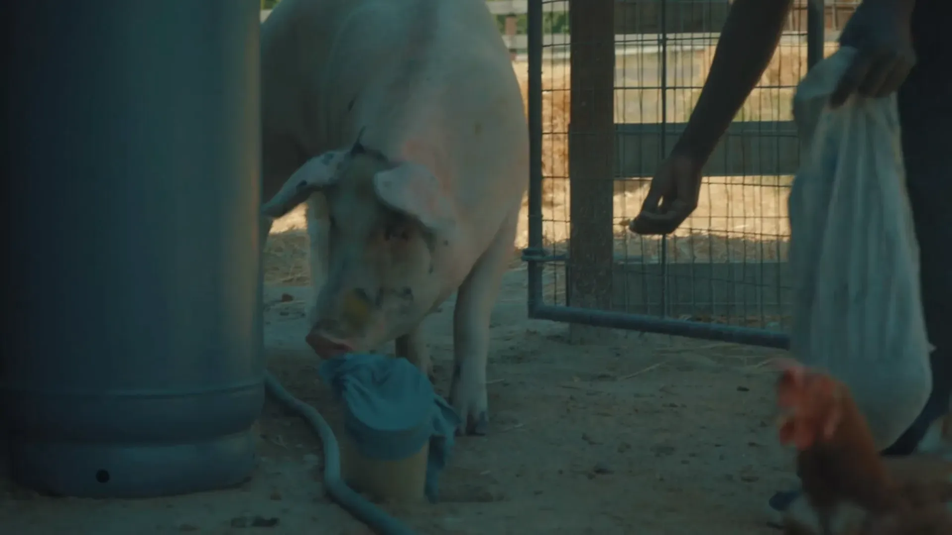 Farm Sanctuary SA