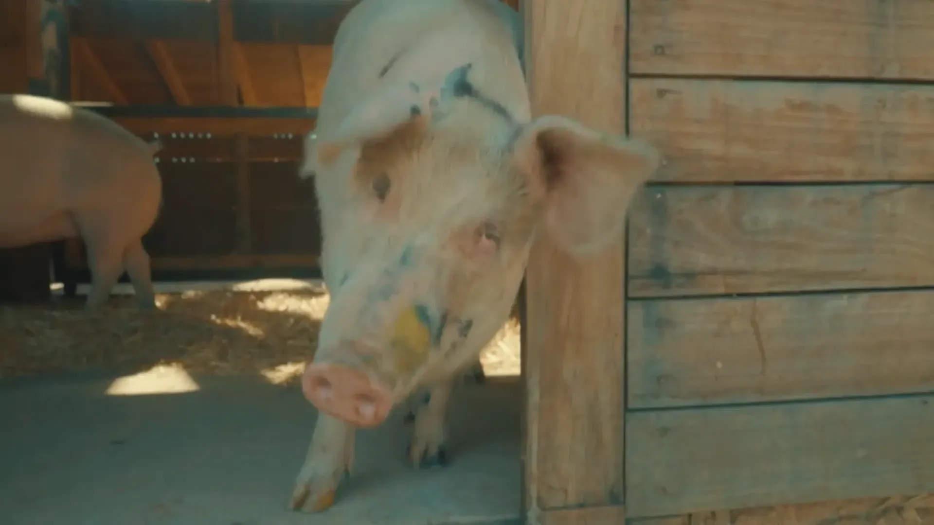 Farm Sanctuary SA
